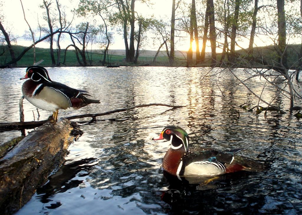Wood duck trail pics 051210 Puddler Duck Hunting